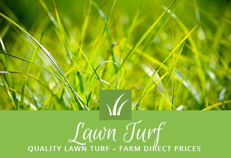 Lawn Turf